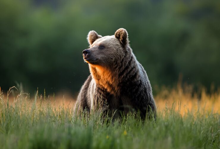 Bears